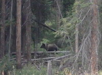 GDMBR: We actually saw four (4) Grizzly Bear Cubs scamper into the forest as we came over a hill. I think that we scared them from crossing the road. By the time that we stopped the tandem and readied the camera, all but the last bear had entered the forest. Just as I raised the camera for a snapshot, the last Bear Cub had turned around to look at us, SNAP. Then the Cub disappeared into the woods.